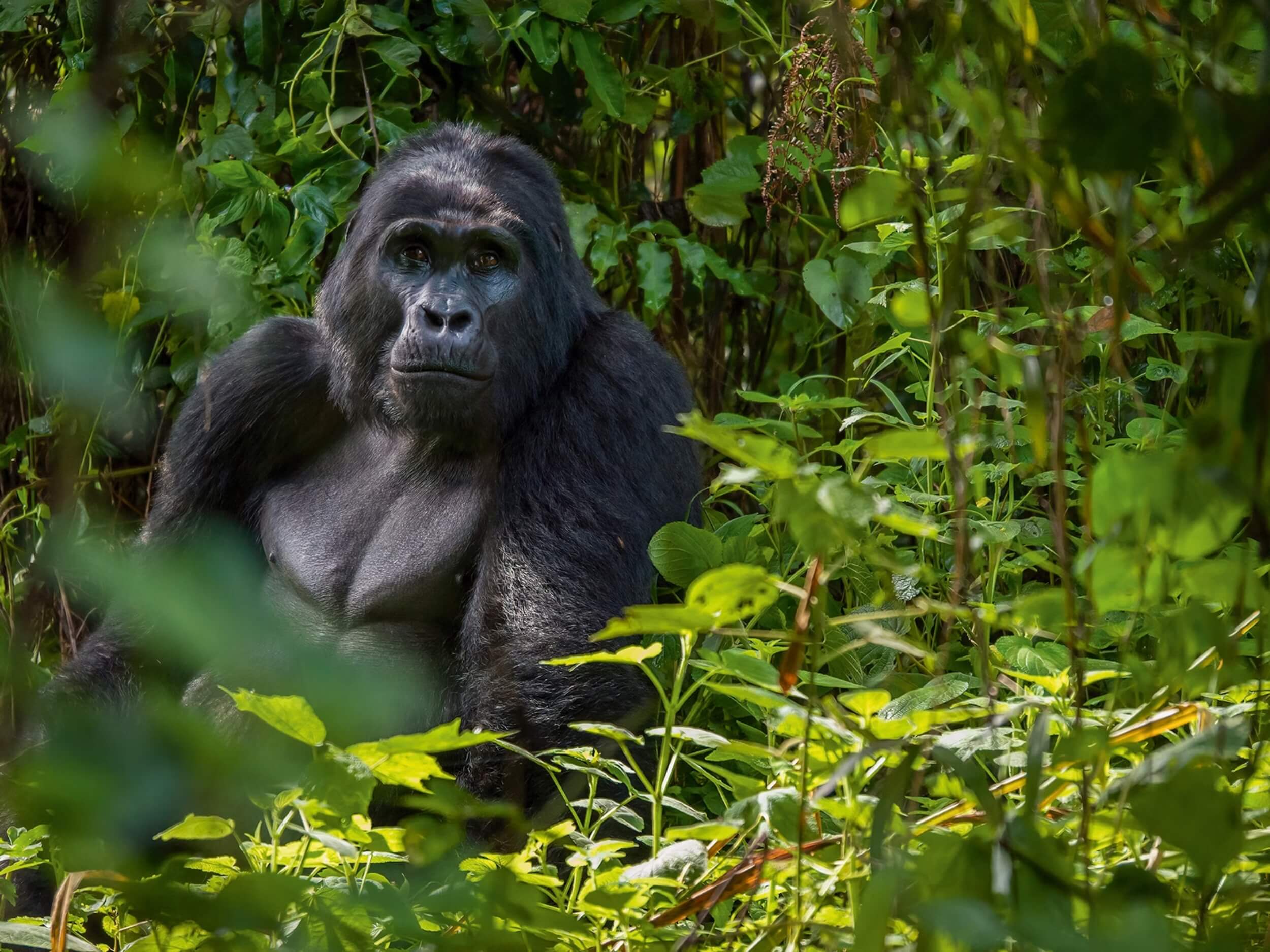 gorilla-bwindi-forest