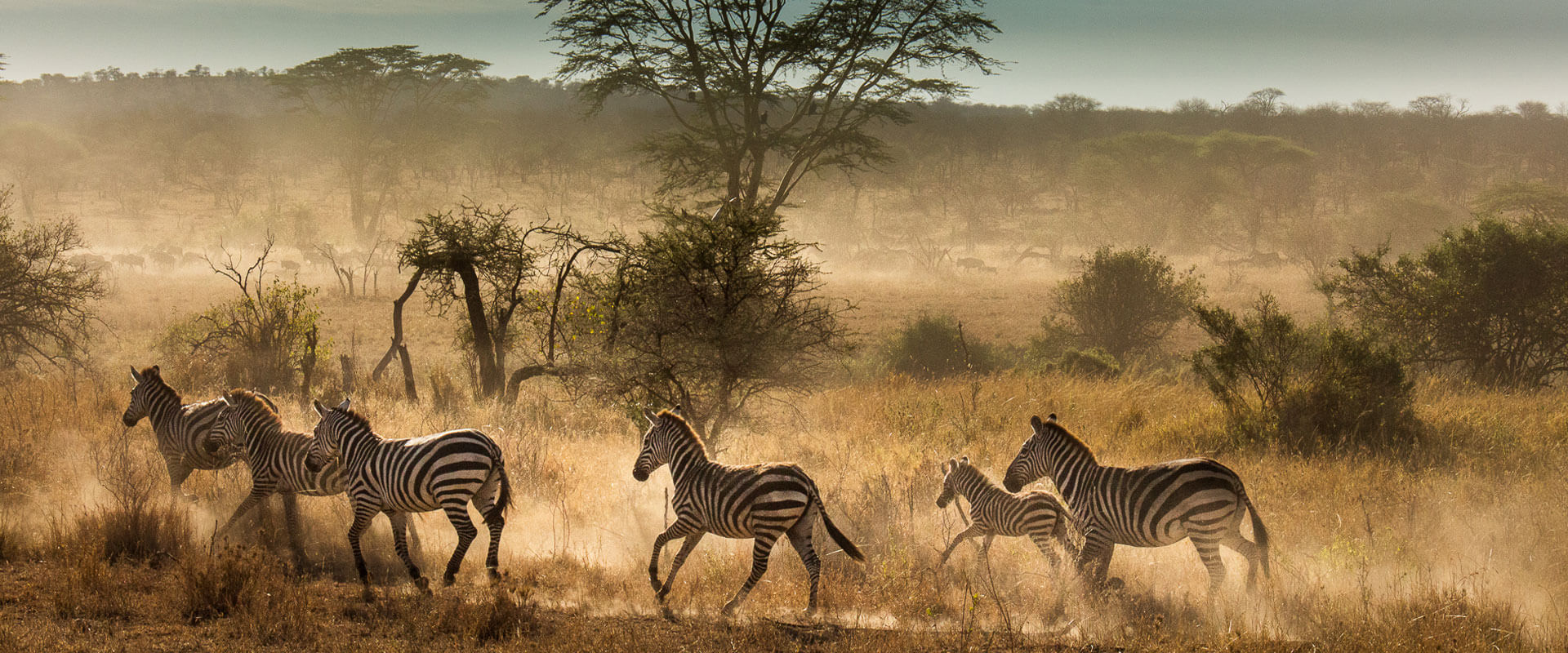 4 Days Explore Ngorongoro, Serengeti Manyara