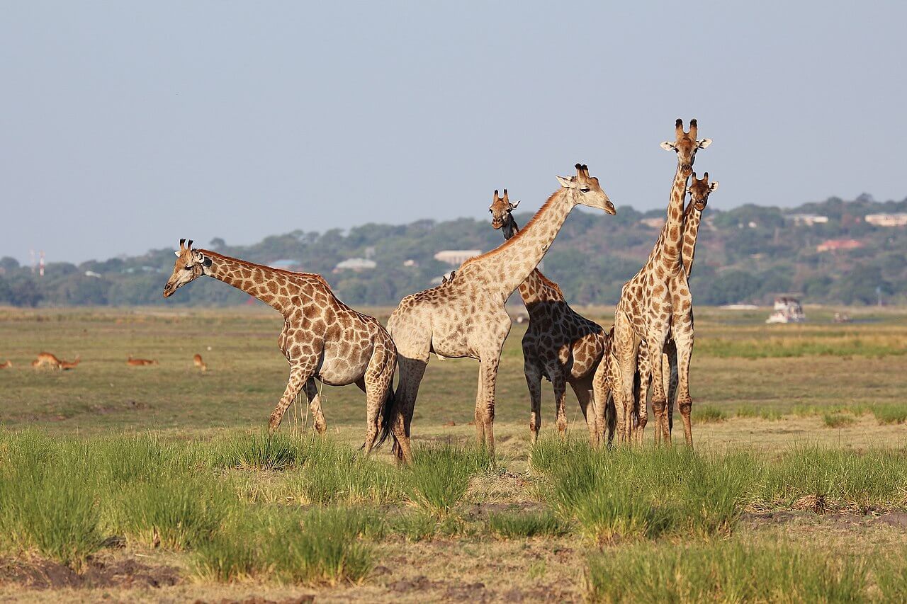 5 Days Chobe and Okavango Delta Tour