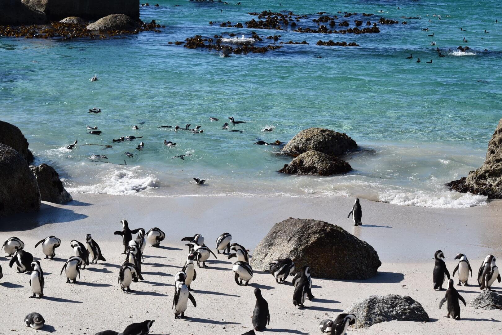 6 Days South Africa Safaris