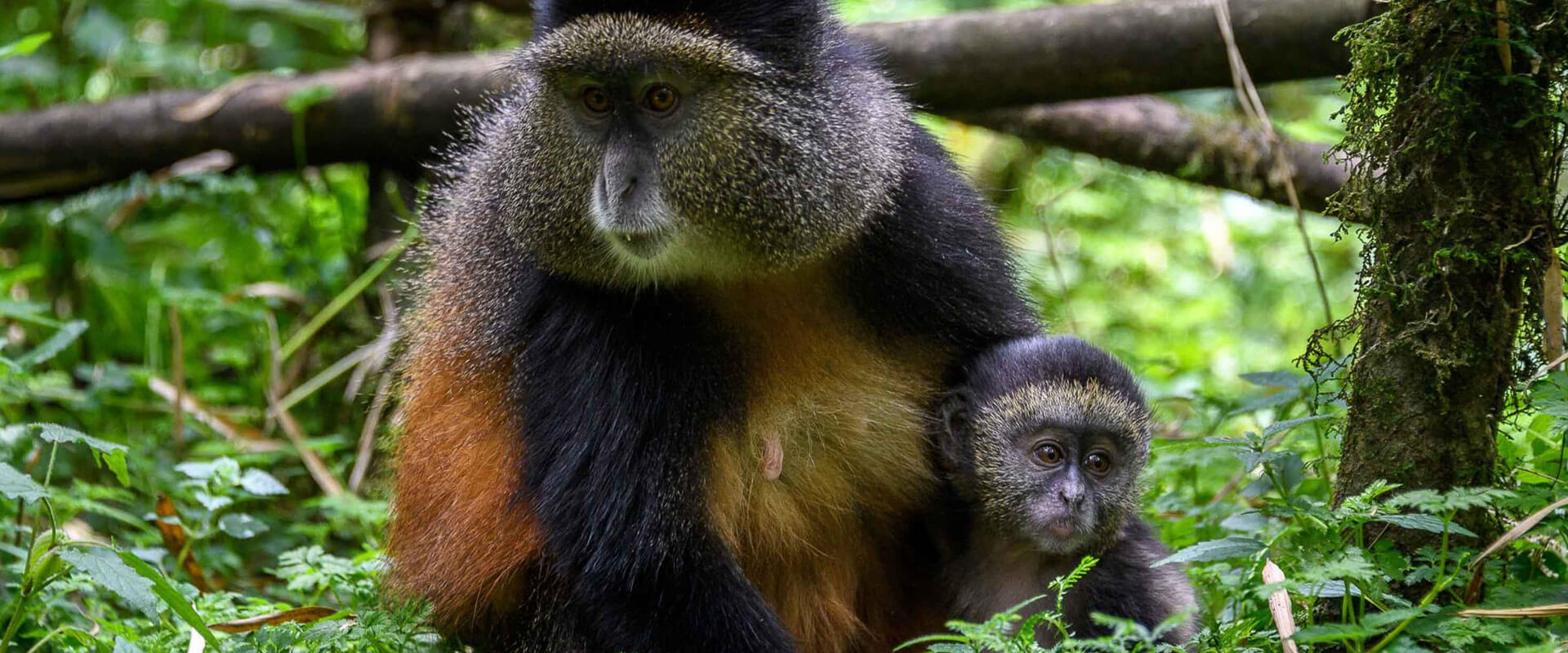 Rwanda-Golden-Monkeys