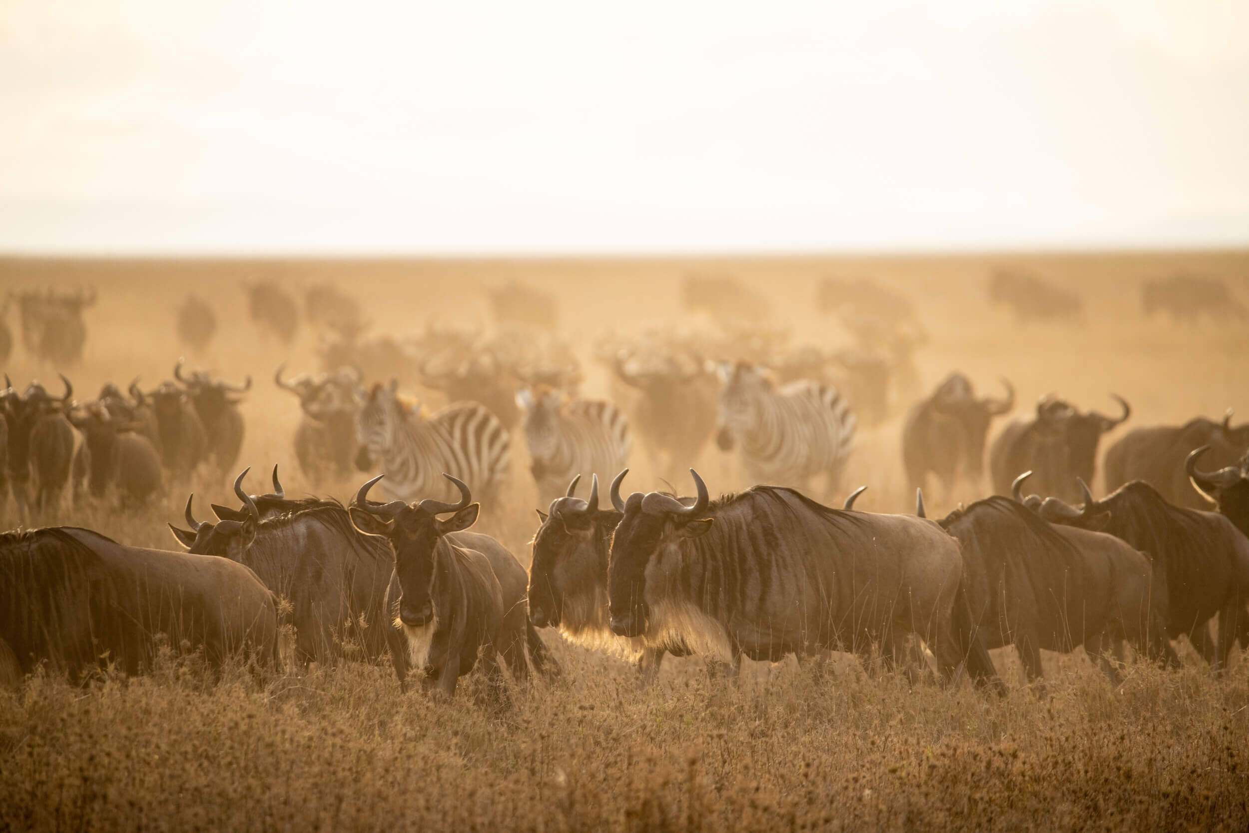 Tanzania_Serengeti_Karibu Camps_Gazelle Safari_Company