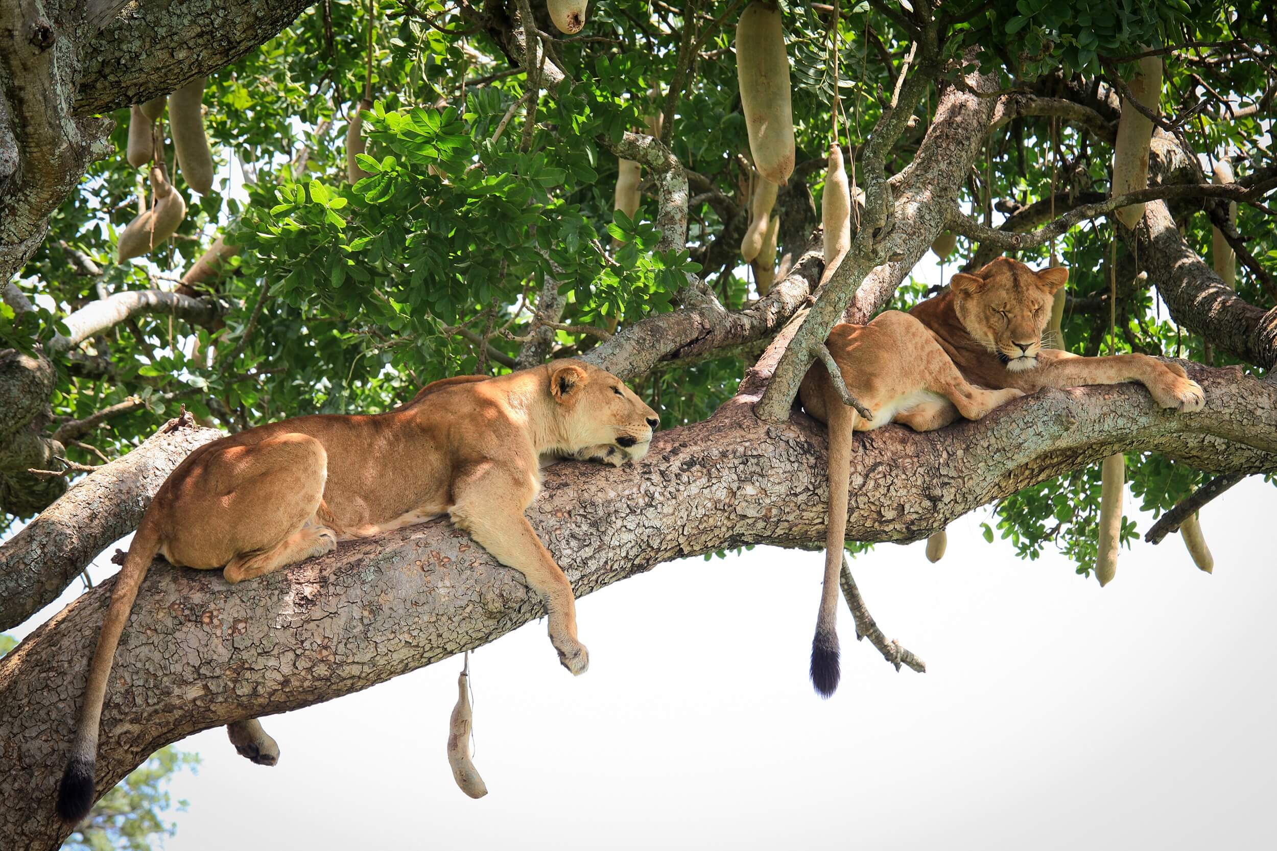 Uganda_Gazelle Safari