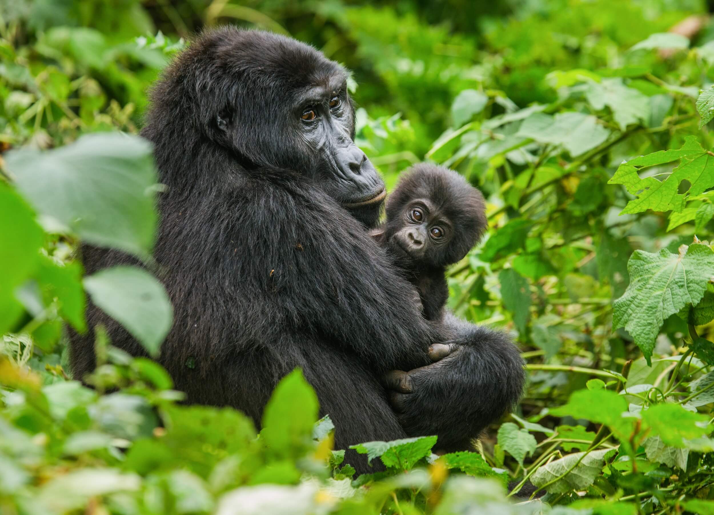 uganda-baby-gorilla-and-mother