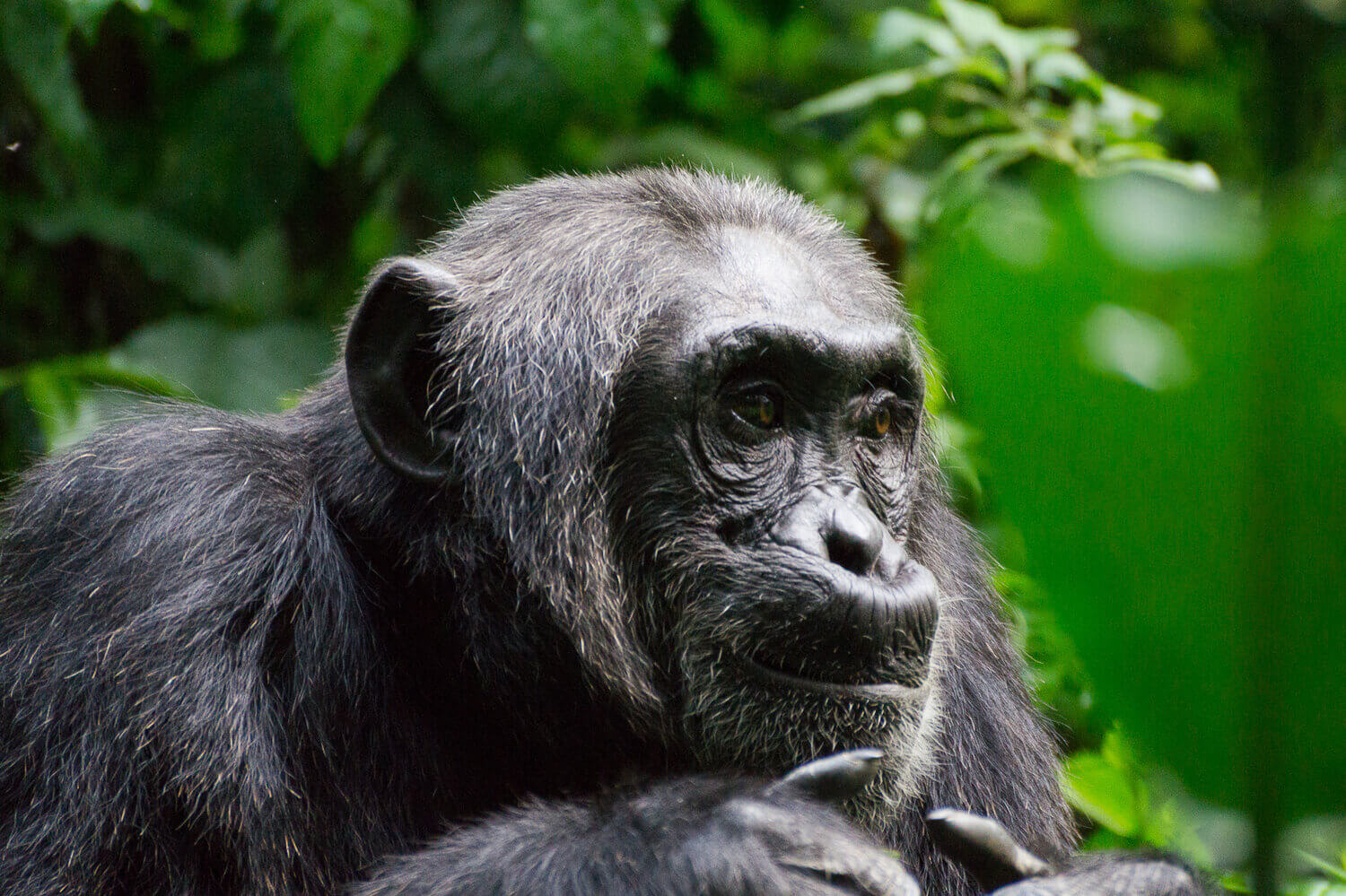 Adult-Female-Chimpanzee